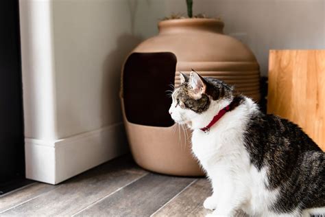 Is it age or something else? Why an elderly Union City cat is pooping outside her litter box